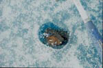 A large meteorite fragment in the ice.