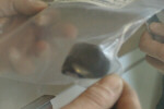 Meteorite in a bag.
